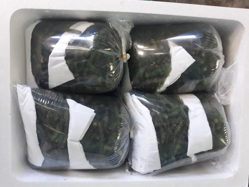 Sea Grape high quality and competitive price for exporting year 2021