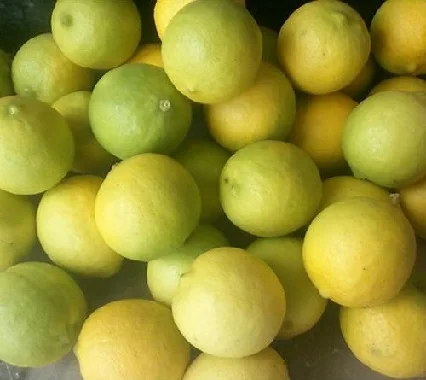 
100% Fresh Lemon Fruit 