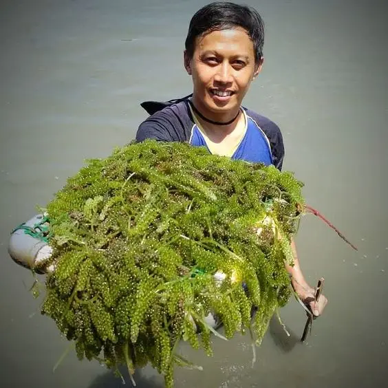  Дегидратированный морской виноград органический деликатесные суши продукт для здоровья морские водоросли MS ANNA + 84902804571