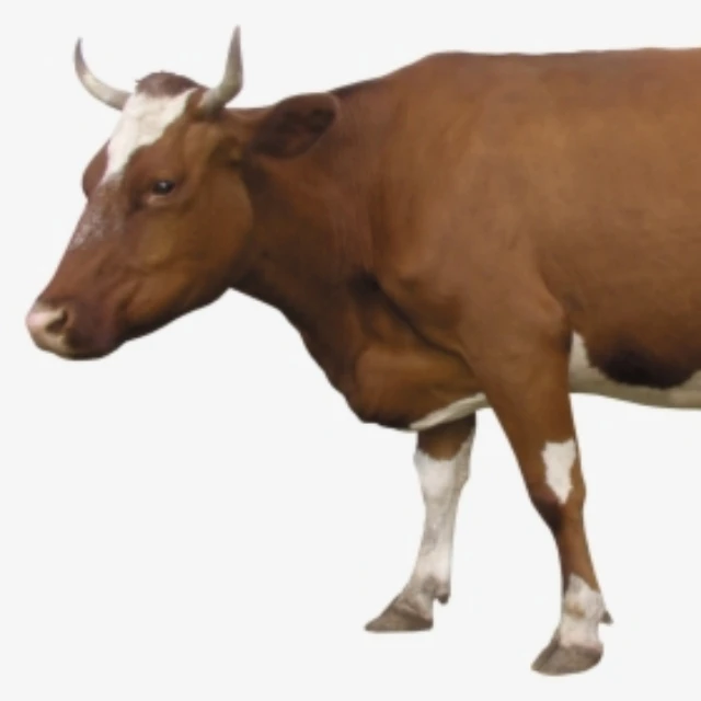 
Hot Sales Bulls Simmental Dairy Cattle For Sell 