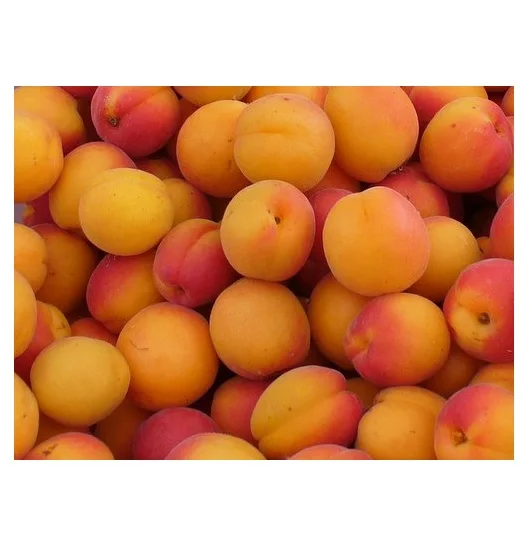 
Trusted Wholesale Dealer Bulk Stock Of Fresh Apricots fresh stock Available for sale 