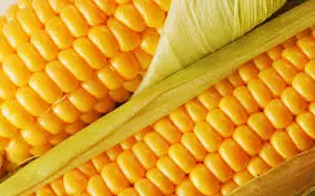 Good Quality Fresh Corn