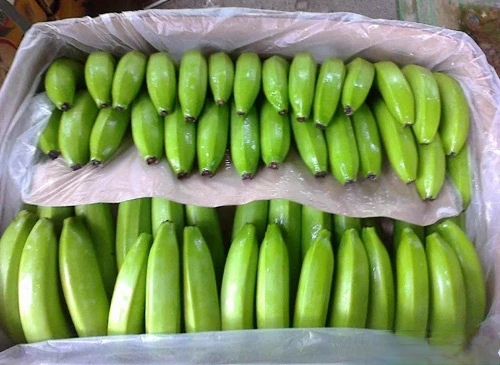 16cm Max The Premium Fresh Cavendish Banana Vietnam With High Quality And Best Price For Export Ready To Shipping EU ASIA Market