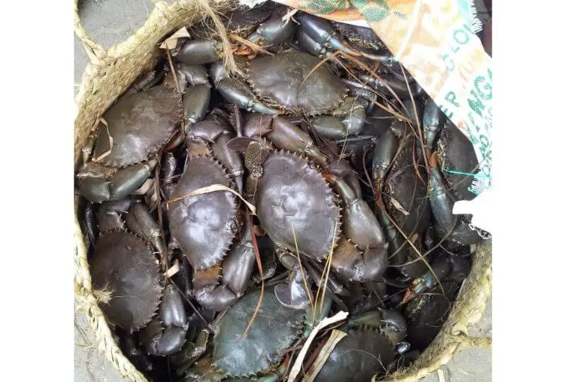 
mud crabs from Sri Lanka 