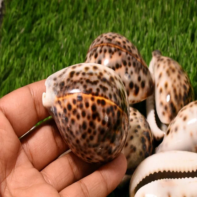 Коди-ракушка, натуральный кабошон, свободный драгоценный камень, Коди-ракушка, оптовая продажа, изготовление ювелирных изделий, Коди-ракушка