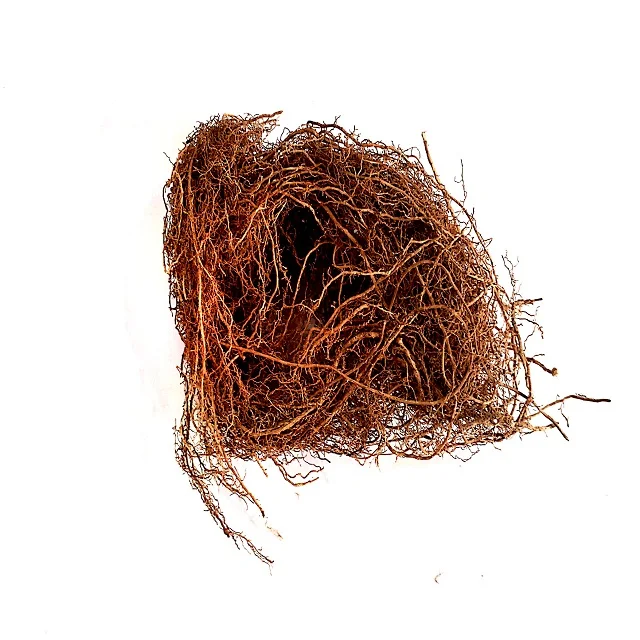 Vetiver - Vetiveria Zizanioides - Khus Khus