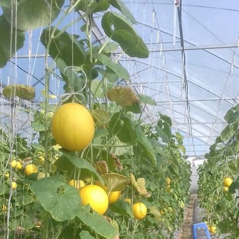 Желтая канарская дыня высокое качество сделано во Вьетнаме