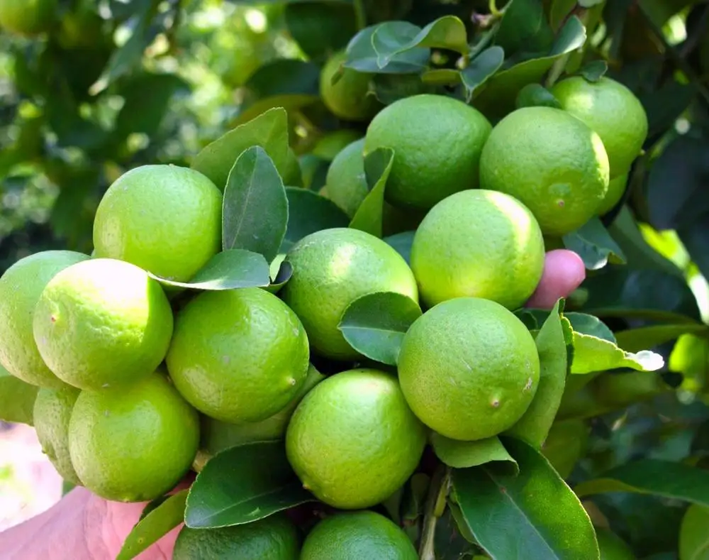 Fresh High Quality Green Seedless Persian Lime for