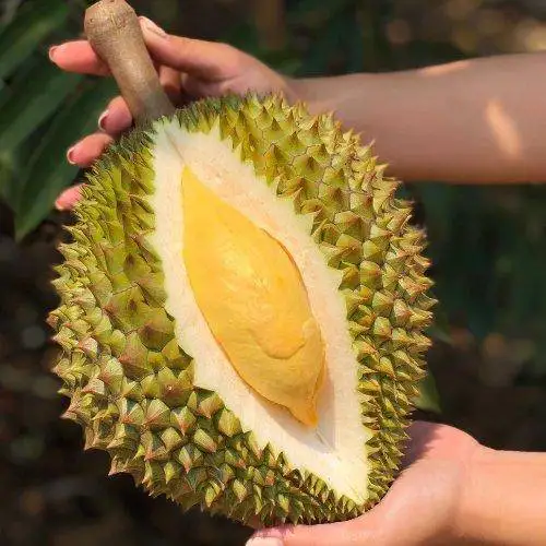 
Best seller Fresh durians Premium grade from Thailand By SP Organic International 