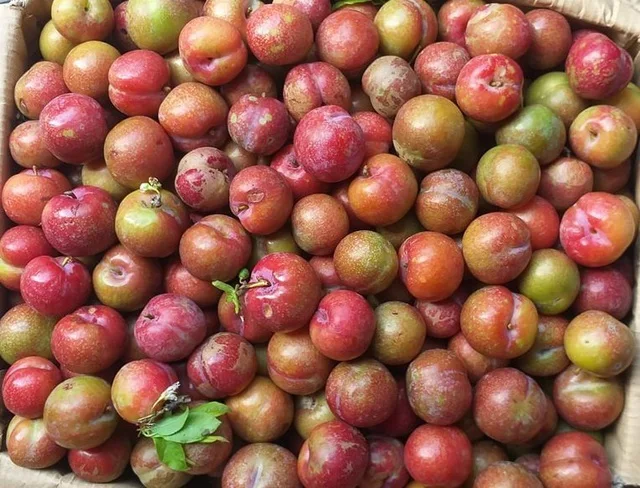 Вьетнамские свежие фрукты сливы по низкой цене + 84-896-626-401