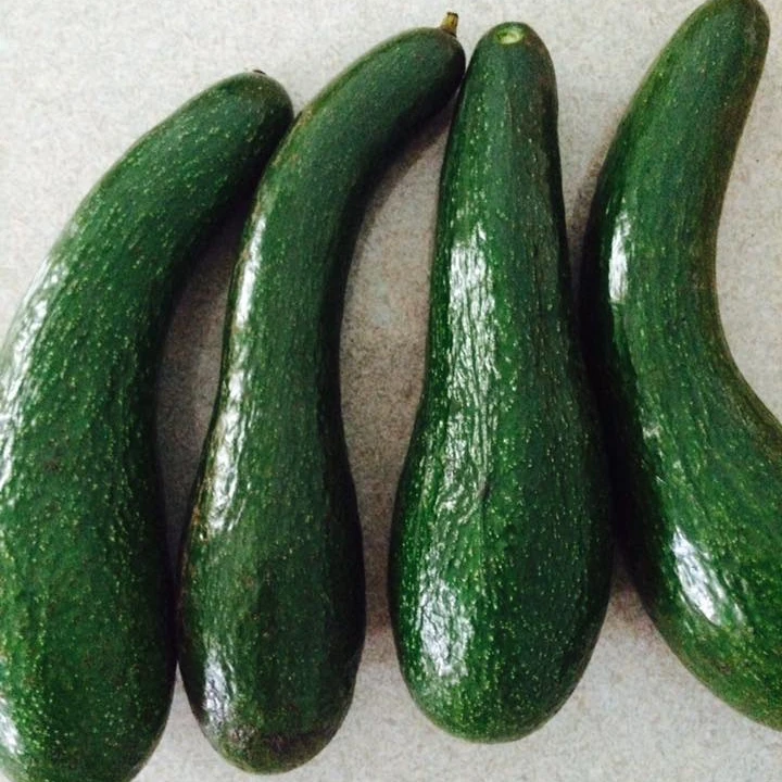 TOP QUALITY AVOCADO ON DECK