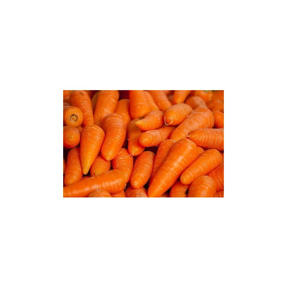 Factory Price of Mixed Frozen Vegetables Whole Premium Fresh Organic Carrots For Sale Good Quality