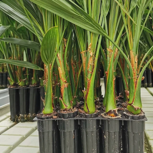 2 Years Old Garden Plant Tissue Culture Date palm Seedlings