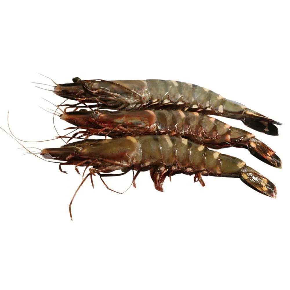  Head-on Shell-on HOSO Semi IQF Raw Frozen Seafood Black Tiger