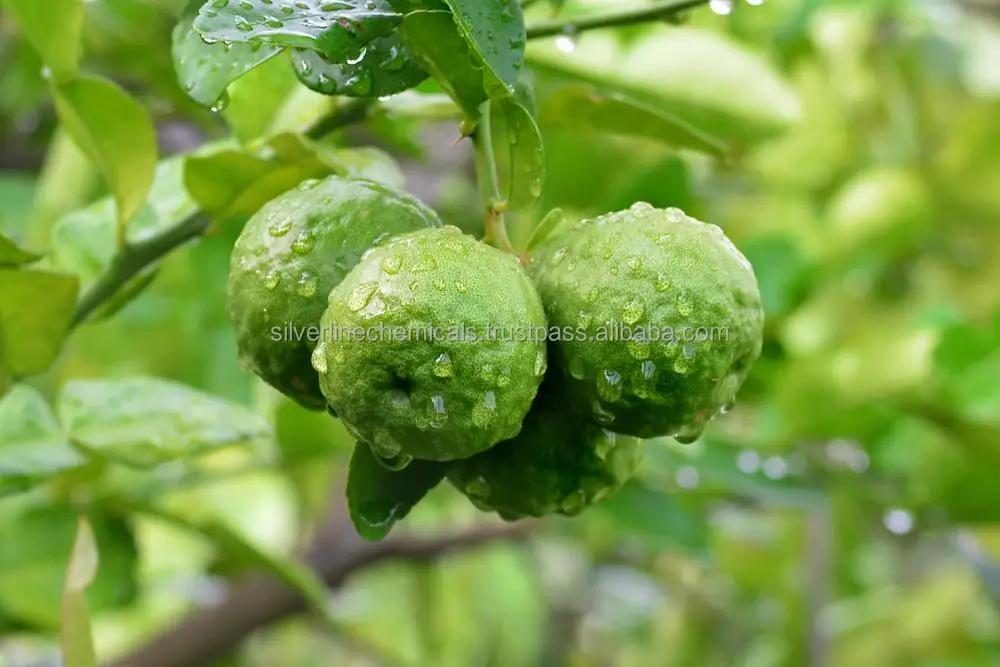 Bergamot Essential Oil