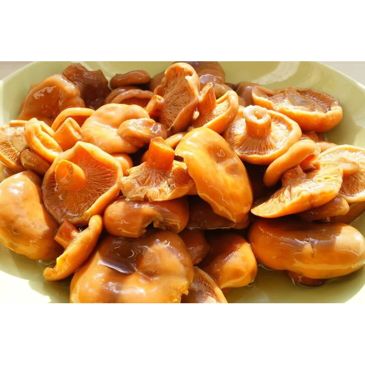 Eco-Friendly Bright Orange Saffron milk caps (Lactarius Deliciosum) Mushrooms Grown in Clear and Wild Forests