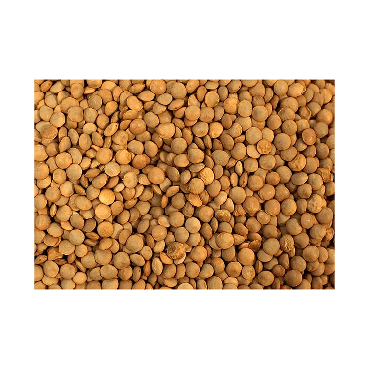 Top quality red and green lentils wholesale