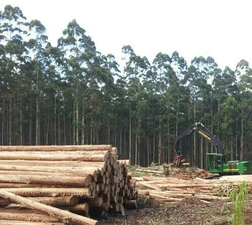  Hot Selling Eucalyptus Wood