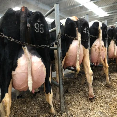 Хифферы для беременных Holstein, коров Джерси для продажи с высоким качеством производства молока.