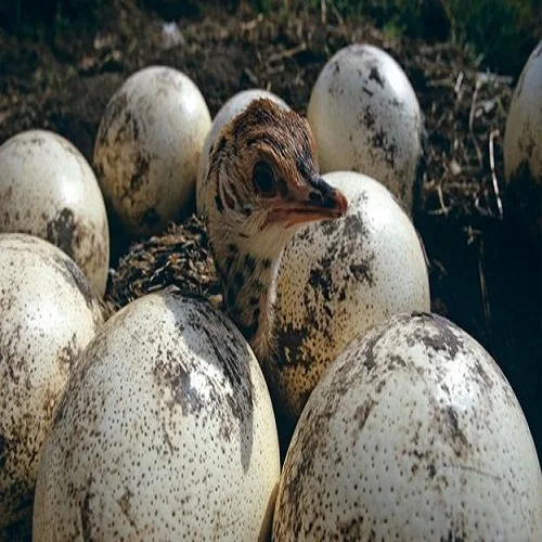 OSTRICH EGGS