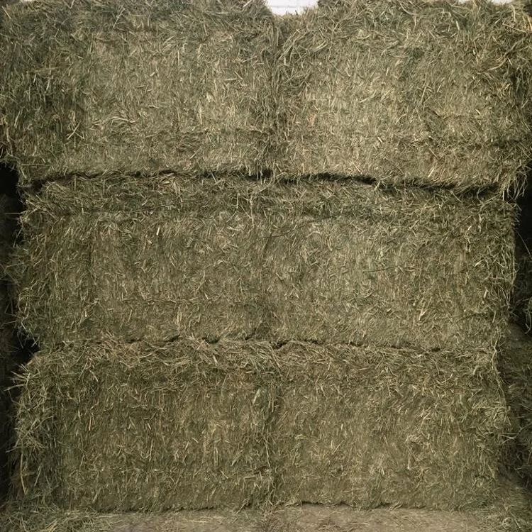 Guinea Grass Hay