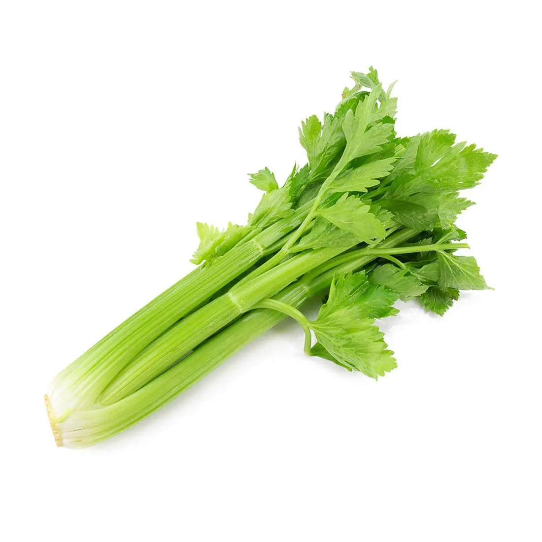 Fresh Celery
