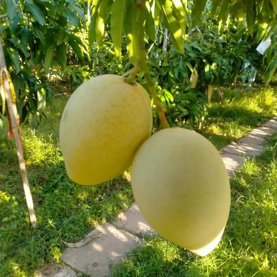 Дешевые свежие фрукты манго из Вьетнама/свежие высокого