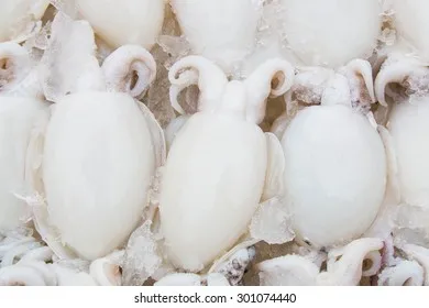 FROZEN CUTTLEFISH FILLET ROLL HIGH QUALITY INDIAN EXPORT