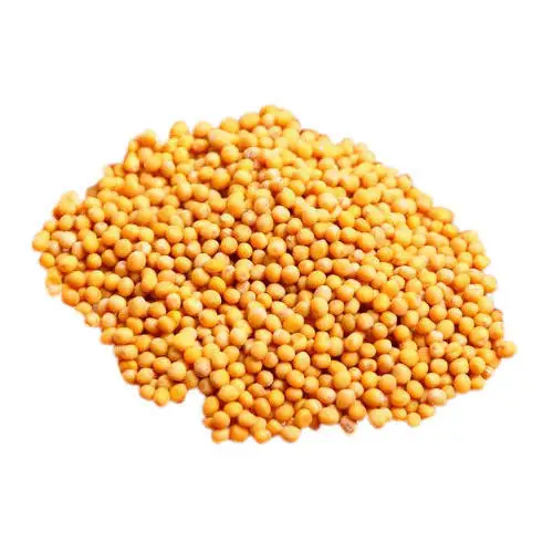 Great Quality Export Oriented Yellow Mustard Seeds Pre-packed Or In Bulk, Wholesale Price From Bangladesh