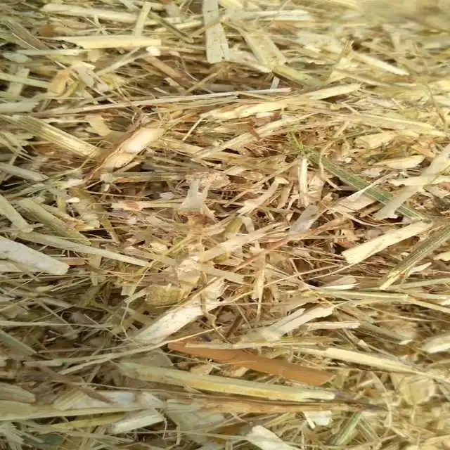 
Lentil Hay 