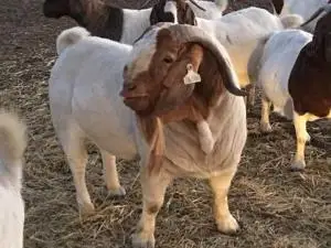 LIVE-Full-Blood-Boer-Goats