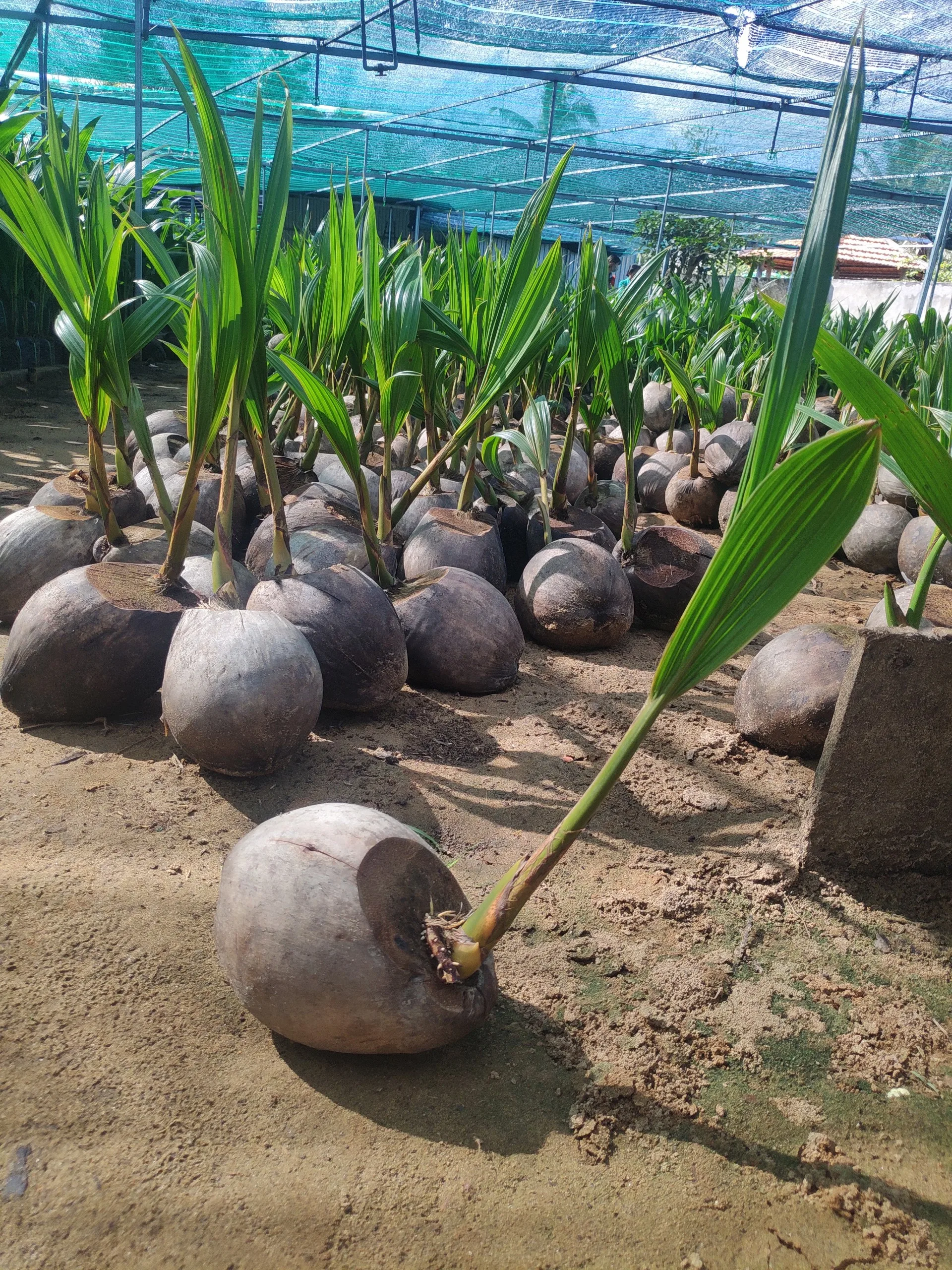 Кокосовое рассады/кокосовое дерево/молодое кокосовое растение вьетнамская Дельта (MS LAURA + 84 896611913)