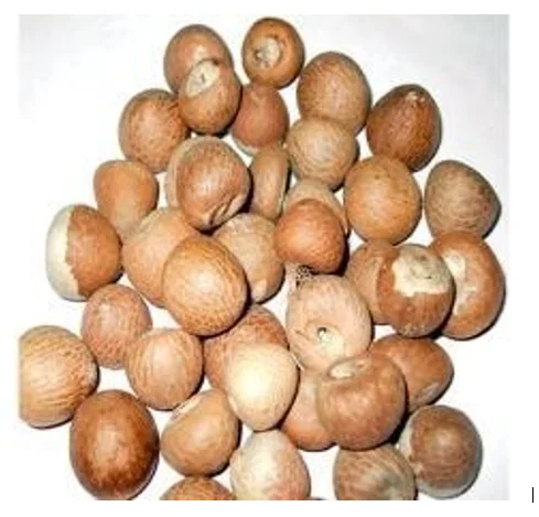  Орехи BETEL NUTS_ARECA из 99 золотых данных во Вьетнаме (Сара +