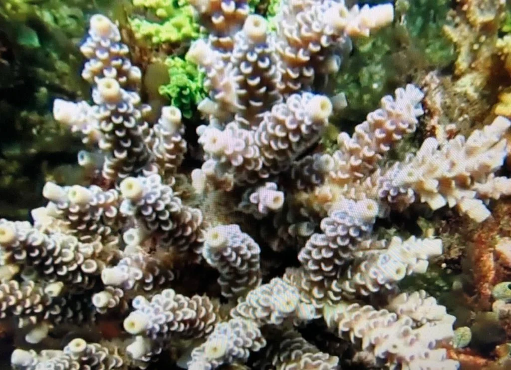 Wholesale Grade Aquarium Coral Ornament Fish Accessories Decorations Box Logo Tank Packing Feature Colorful