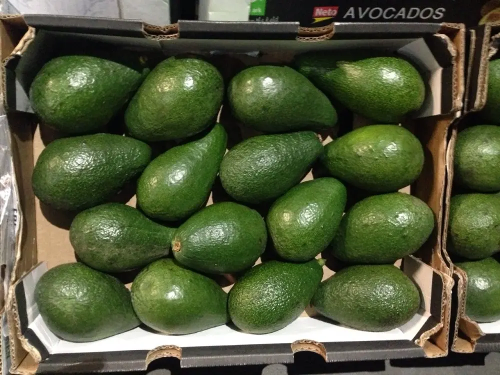 
100% Fresh Avocado /Frozen Avocado Best Price and Quality 