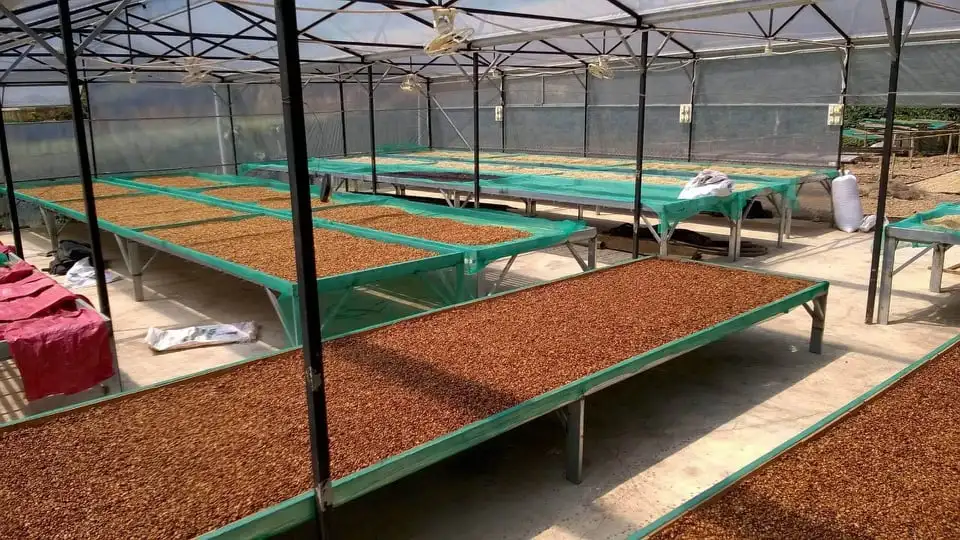 
Made in Vietnam Wholesales Green Beans Coffee Coffee Green Beans Robusta Coffee Bean 