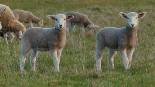 Wiltipoll sheep,cow,camel,sheep,goat,ox,bull