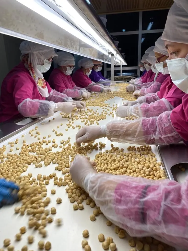 New Harvest 11-13 MM Chubby Organic & Natural Roasted Unshelled Bulk Hazelnut All Sizes are Available.