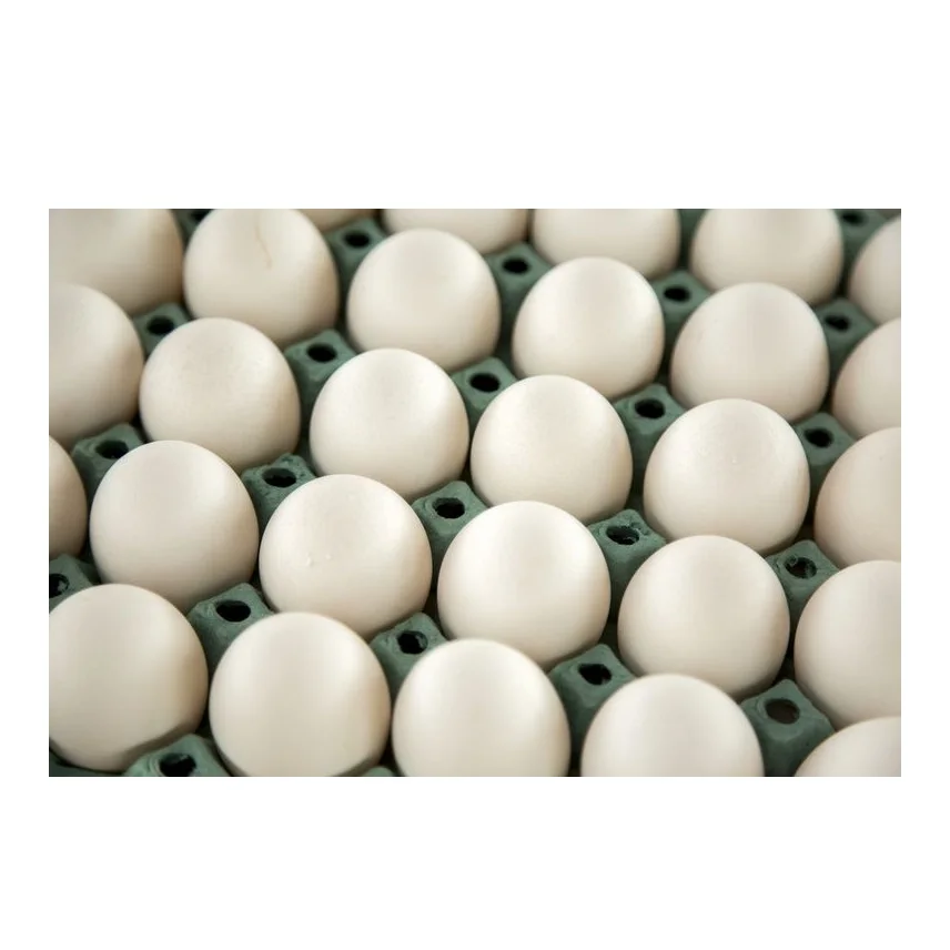 
Eggs In Bulk Quantity At Wholesale Price 