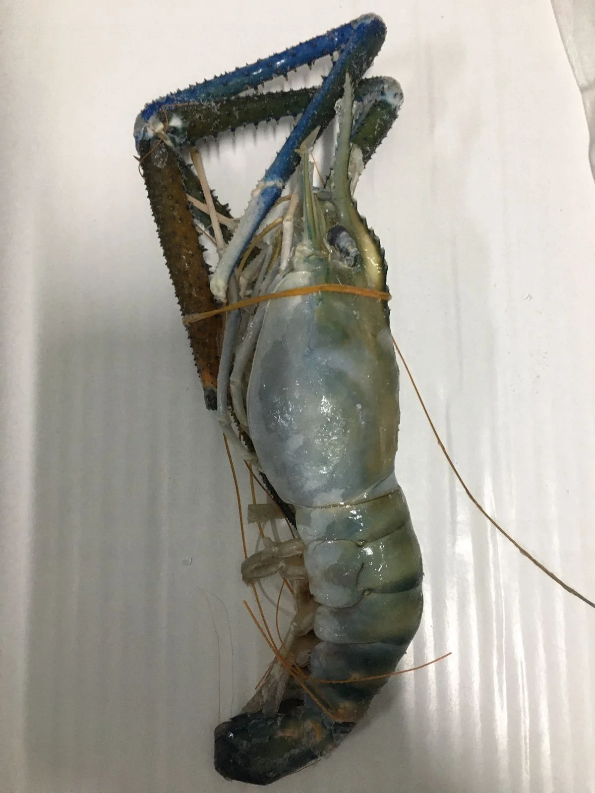 Горячая Распродажа вкусных мороженых свежей воды SCAMPI HOSO из бангладеш