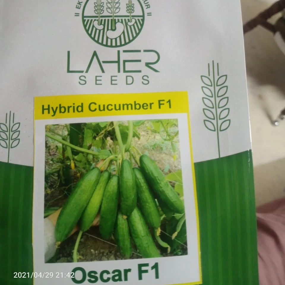 
2021 NEW HIGH YEILD DARK GREEN HOUSE DUTCH CUCUMBER SEEDS F1 