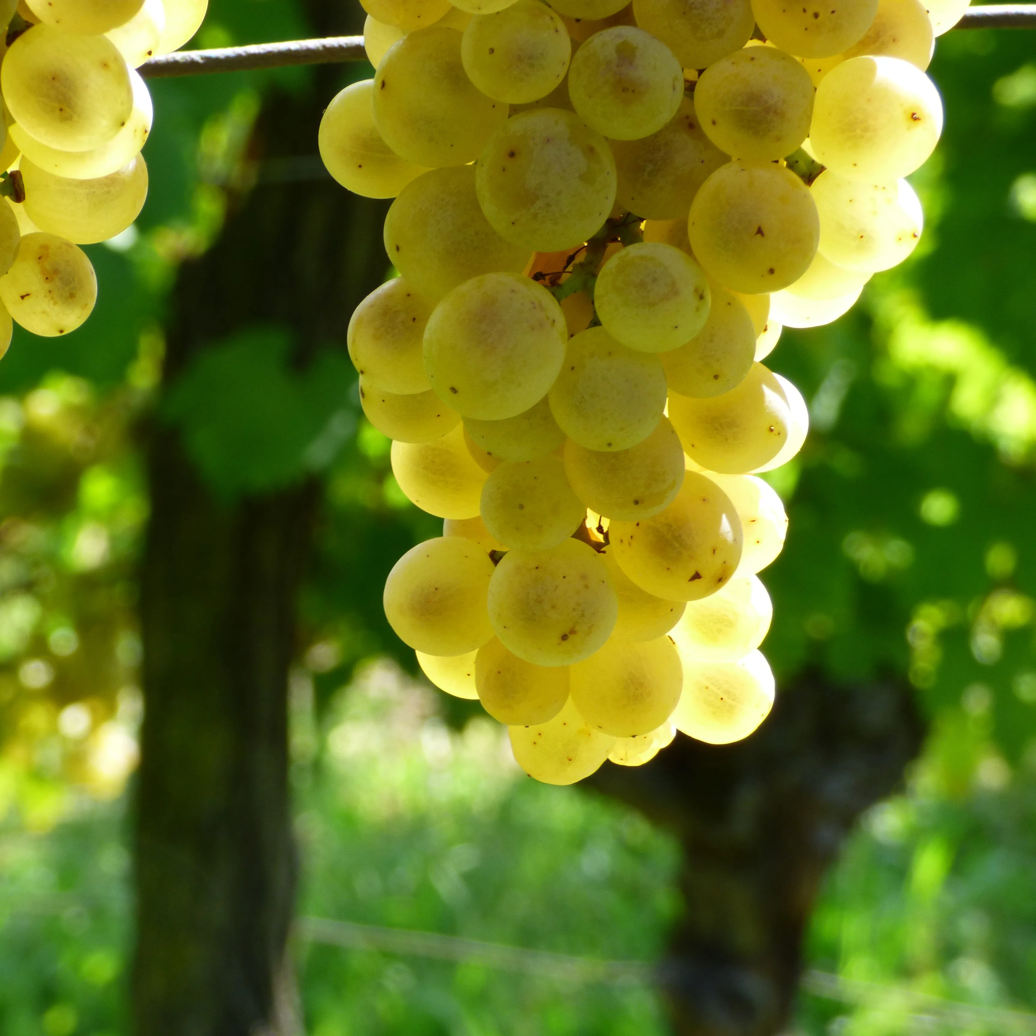 Vigna Petrussa High Quality RIBOLLA GIALLA Igt 75cl Dry White Italian Wine for wine bar restaurant private client