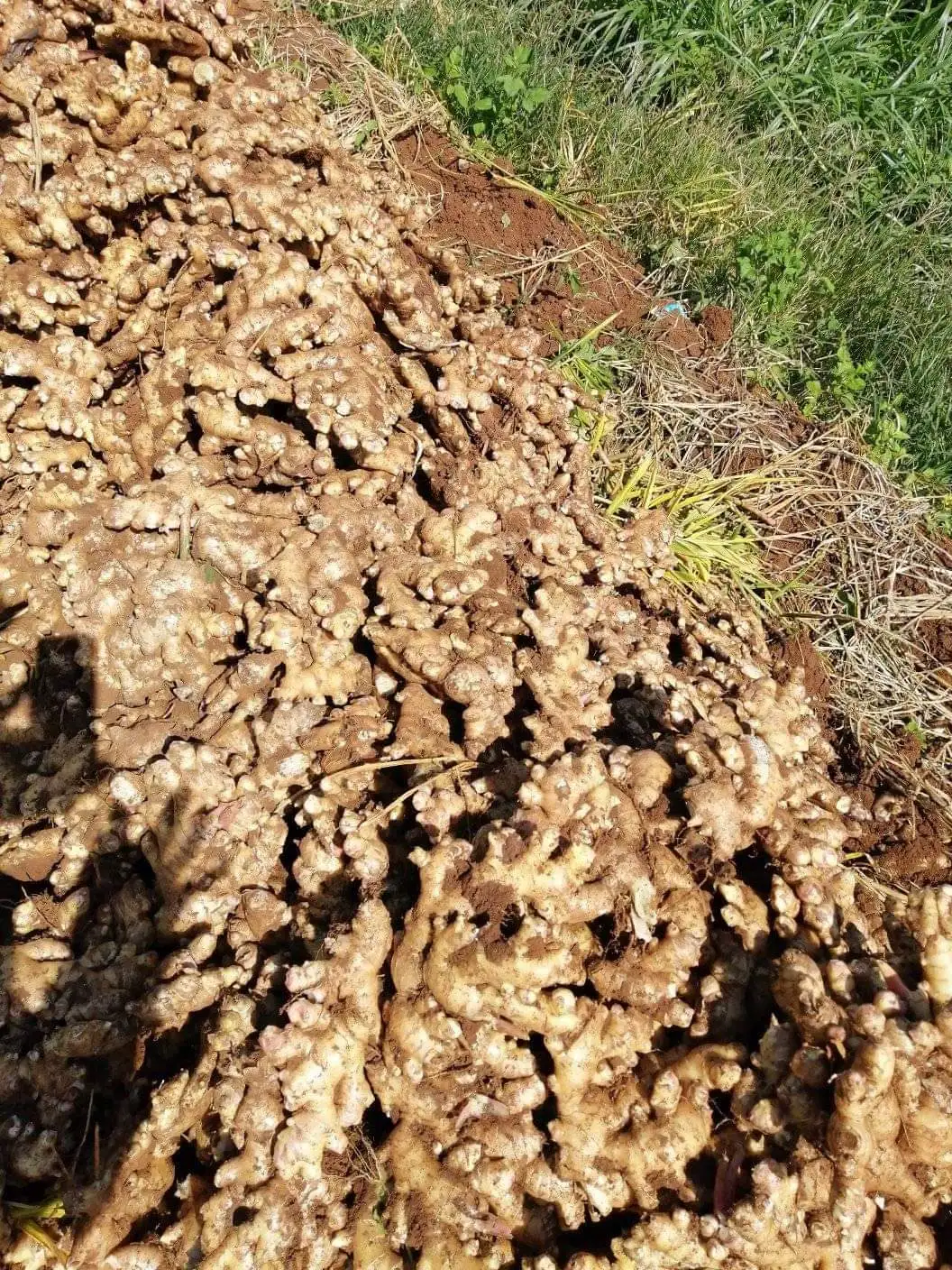 FROZEN GINGER GRATED / WHOLE ORIGIN VIETNAM BULK QUANTITIES  READY TO EXPORT / JENGIBRE CONGELADO RALLADO