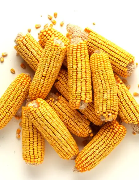 
Cheep Corn Price Baby Yellow Corn Grit For Animal Consumption Feed 