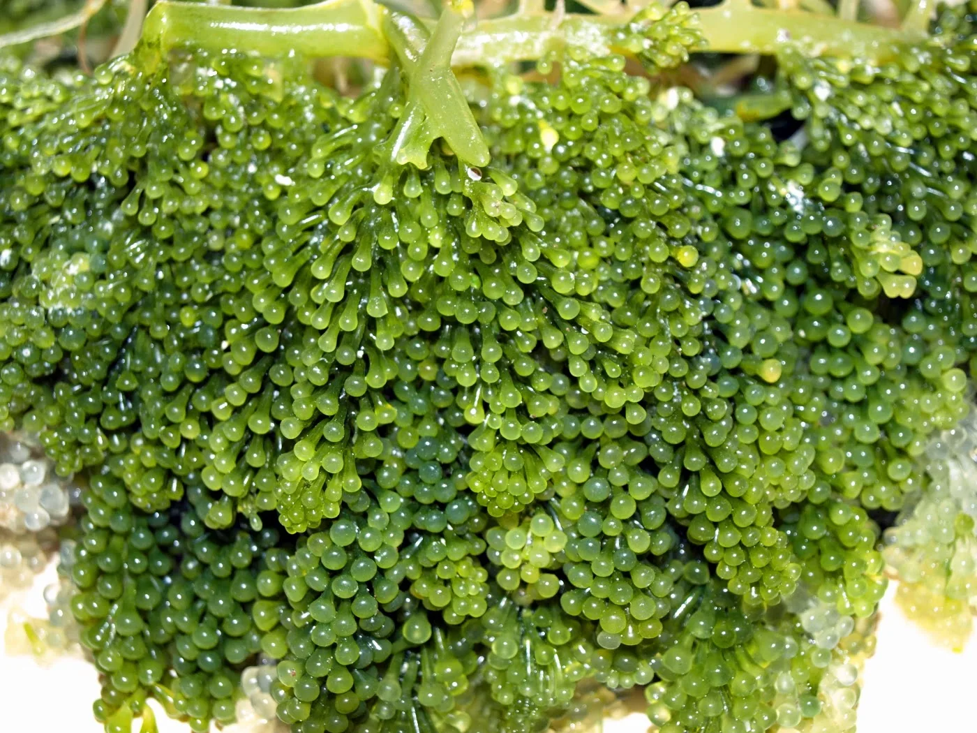  Дегидратированный морской виноград румпай раут в рассоле/зеленом морском винограде макроводоросли Доставка течение двух рабочих дней (мс Деми + 84 961733400)