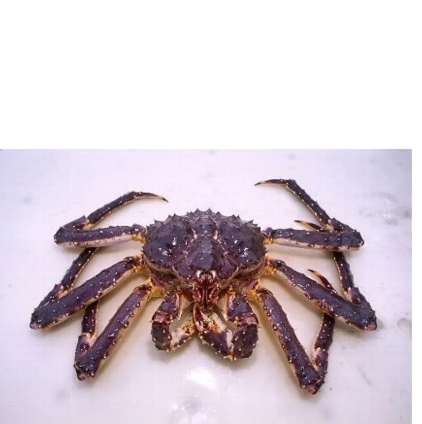
Live Fresh Crab Wholesale 