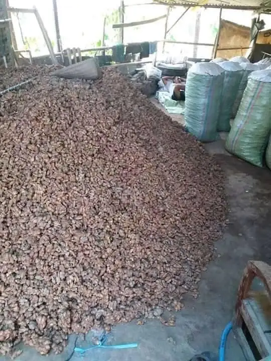 Kencur / Kaempferia galanga/ Sand Ginger/ Cutcherry/ Fesurrection Lily