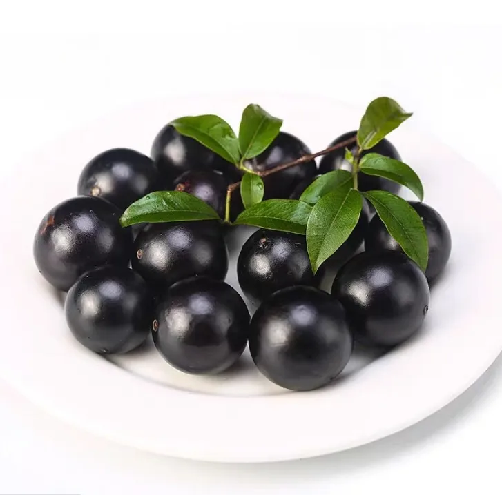 
High quality live plants tree Jaboticaba fruit trees seedling Plinia cauliflora 