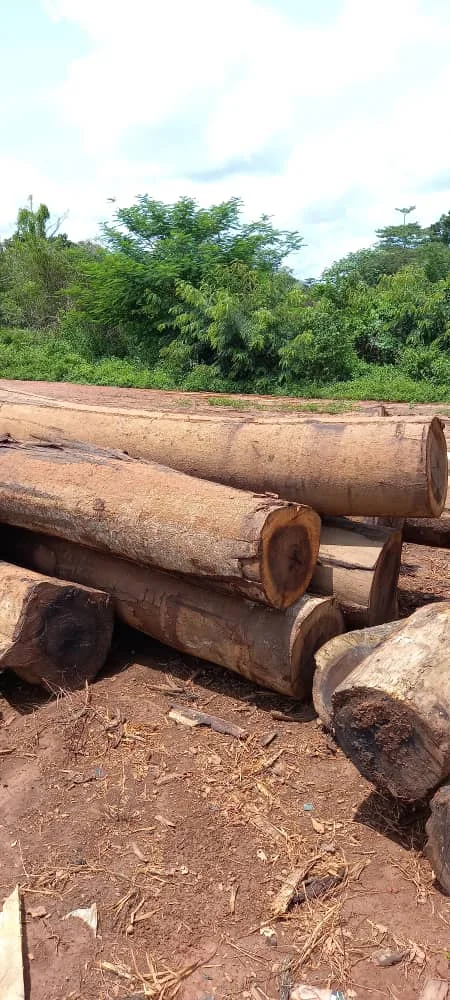 High Quality Amozambique Wood Black Hyeua Mozambique Logs Wood Teak Timber