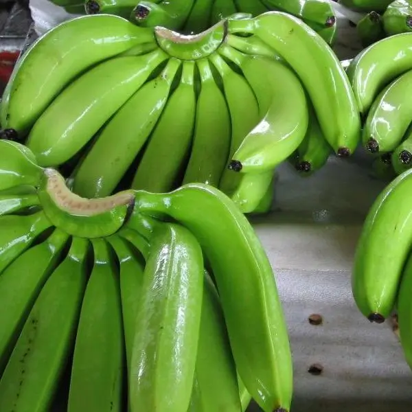 Green Cavendish Banana , FRESH SWEET CAVENDISH